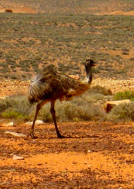 An Emu