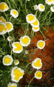 Poached Egg Daisies