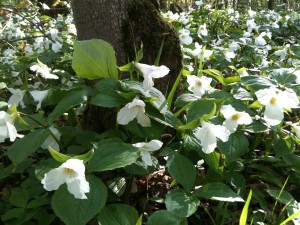 Trilliums - provincial flower of Ontario