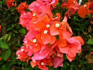 Bougainvillaea flowers