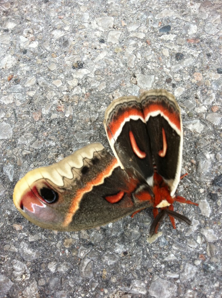 Reflected Butterfly