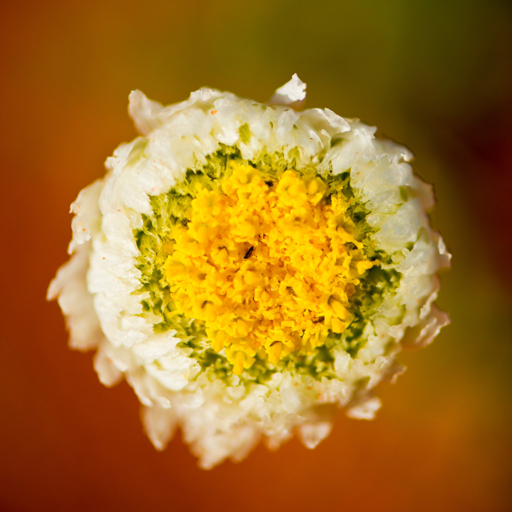 Poached Egg Daisies