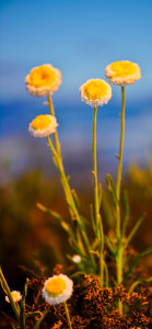 Poached Egg Daisies