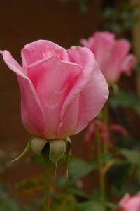 A soft pink rose.