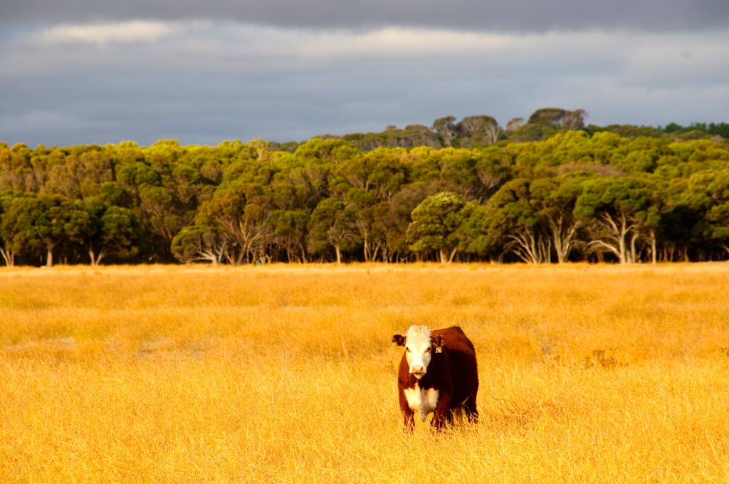 The Prairies