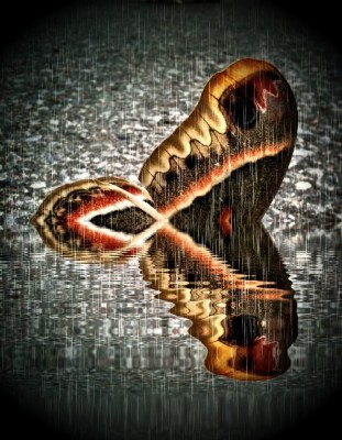manipulated photo of butterfly