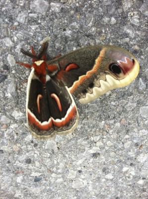 photo of butterfly on road