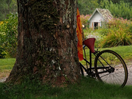 photo of a bike and tree