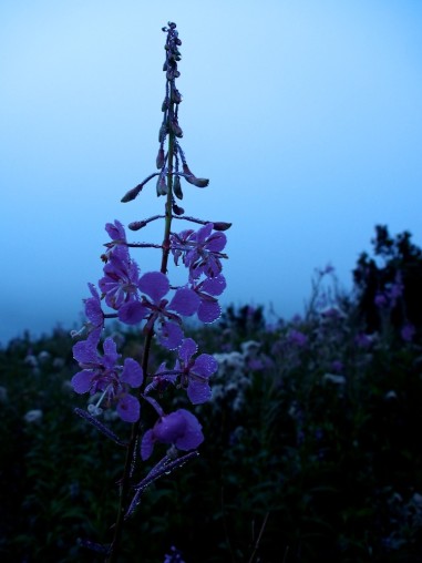 image of fireweed at dawn