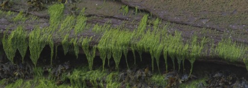 green algae on the beach rocks