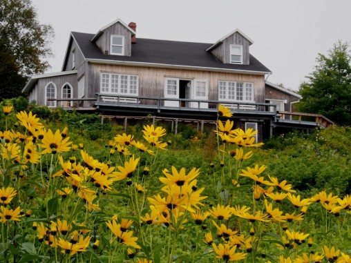 yellow flowers and a house