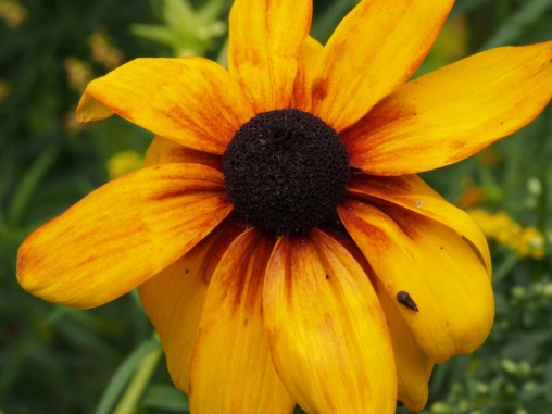 yellow flower with brown centre