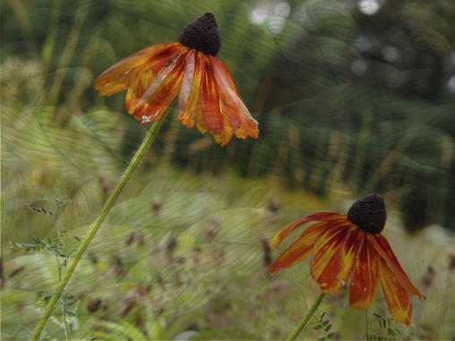 flowers on rope