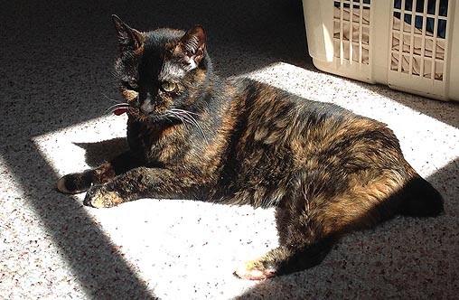 A cat in a sunbeam