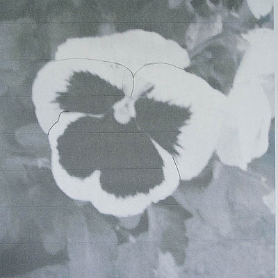 Pansy image changed to greyscale
