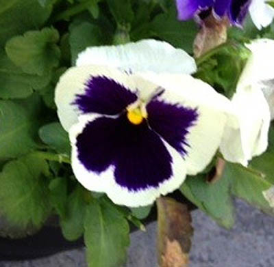 A white pansy with purple centre