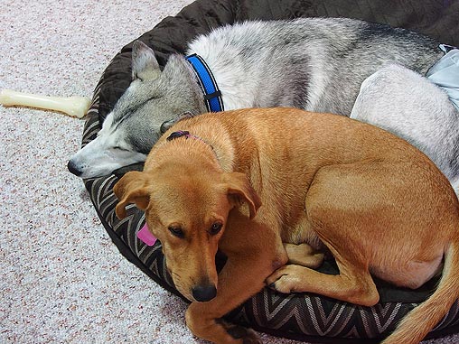 two dogs curled up close on a dog bed