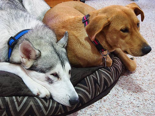 a husky and lab on a dog bed