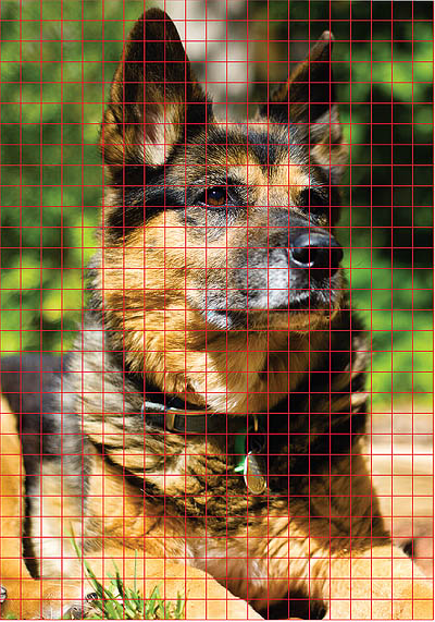 A gridded photo of a dog with red lines and squares
