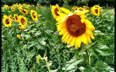 A Field of Sunflowers