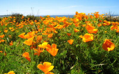 California Poppies