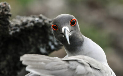 Lava Gull