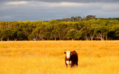 The Prairies A Source Of Inspiration