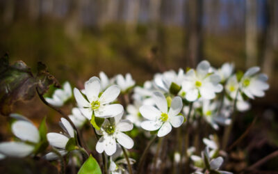 Spring Flowers