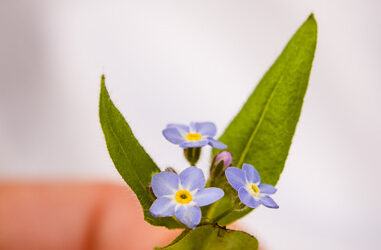 A Teeny Tiny Bouquet Of Flowers