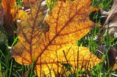 The Leaves Have Fallen