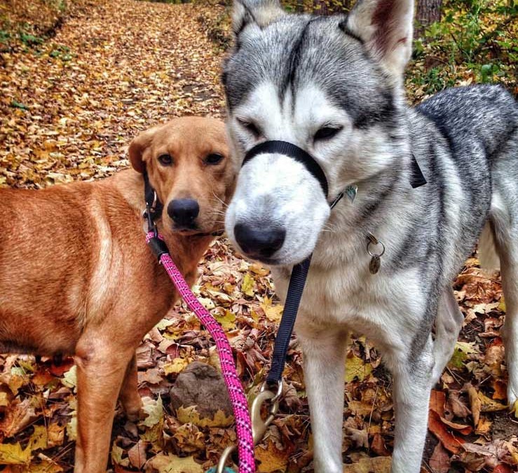 selfie of Milo and Daisy two dogs on a walk
